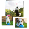 Automatic moving roller ball for dog with changeable covers